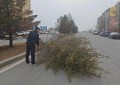 大树倒地拦路 民警紧急处置