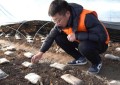 党旗映红致富路 保险托起菌中金